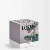 Candela media Caprifoglio Giallo