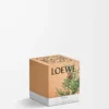 Piccola candela Cypress Balls Baby Blue